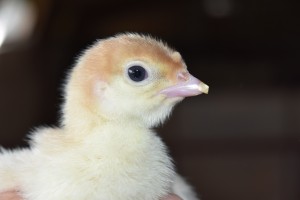 Turkey 1